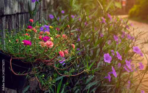 Portulaca grandiflora emphasizes softness in cute black pots hanging adorn the front garden with a purple floral background. And the beautiful and warm yellow sun photo