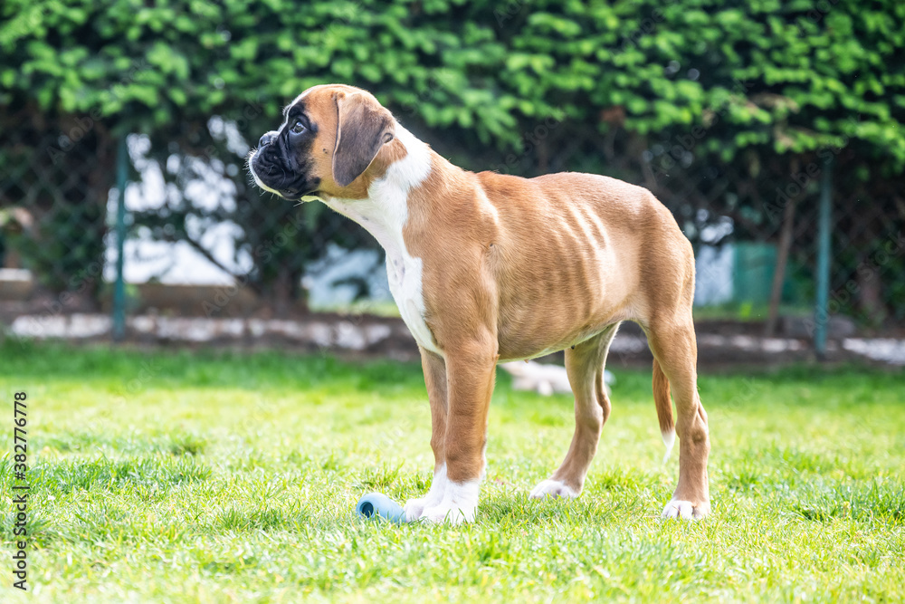 8 weeks young purebred golden puppy german boxer dog