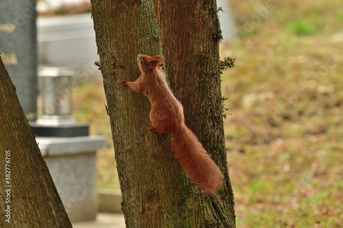 Eurasian red Squirrel lurking on the branch tree  © Pavol Klimek