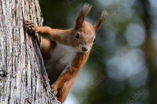 A red squirrel peeks out its head from behind a tree in autumn