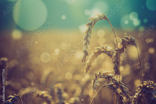 Wheat ears on natural background with bokeh