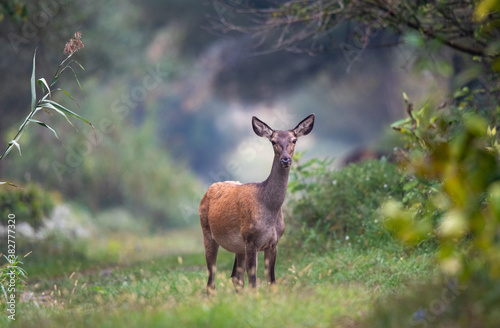 Portrait of female red deer © Budimir Jevtic