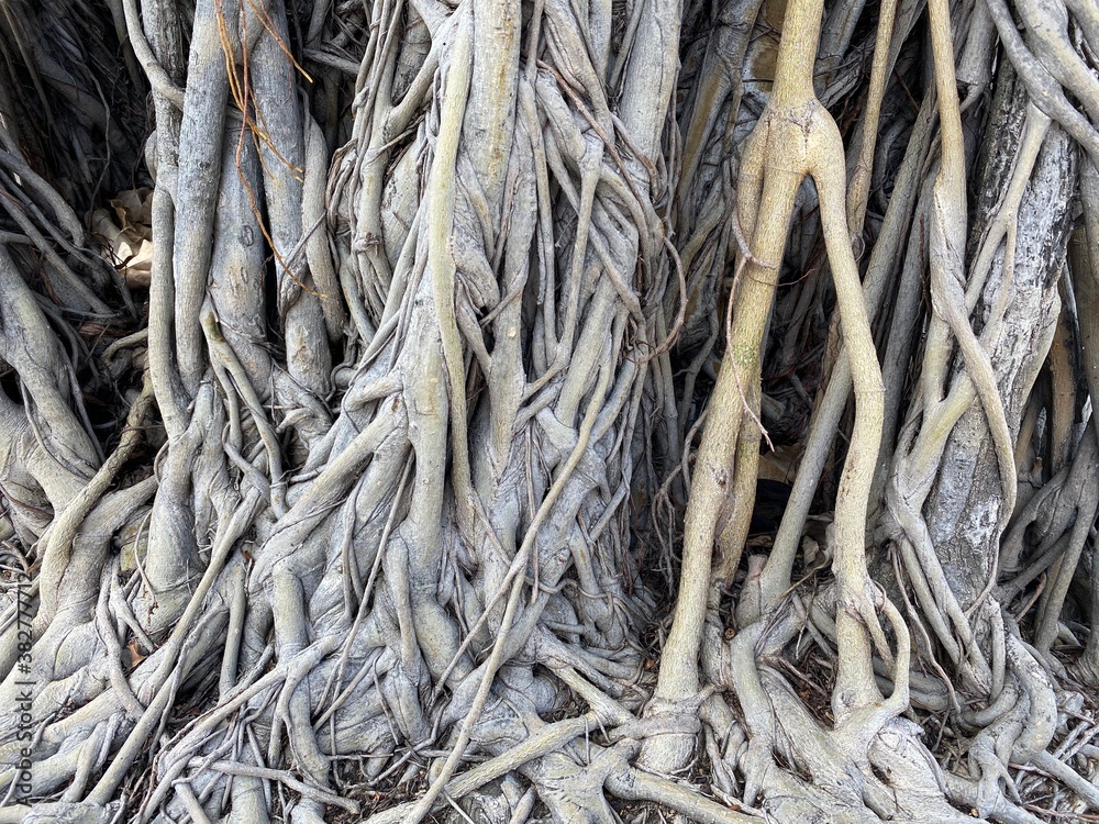 Fine entangled fig tree roots