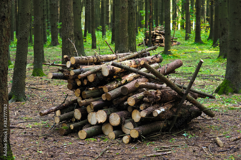 Sanitary felling of coniferous spruce forest. Freshly cut logs. Removal of emergency trees, forest clearing, deforestation
