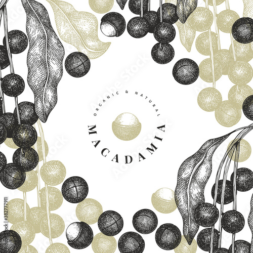 Hand drawn macadamia branch and kernels design template. Organic food vector illustration on white background. Vintage nut illustration. Engraved style botanical banner.