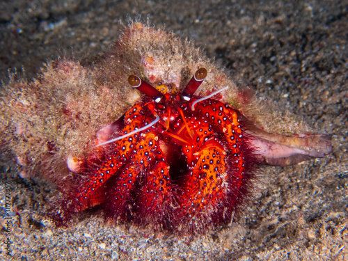 White-spotted Hermit Crab (Dardanus megistos) Paguroidea near Anilao, Batangas, Philippines.  Underwater photography and sealife. photo