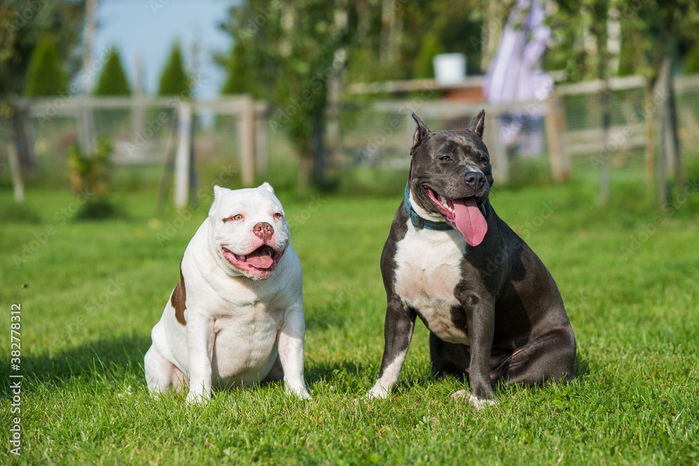 American Bully puppy and American Staffordshire Terrier dog