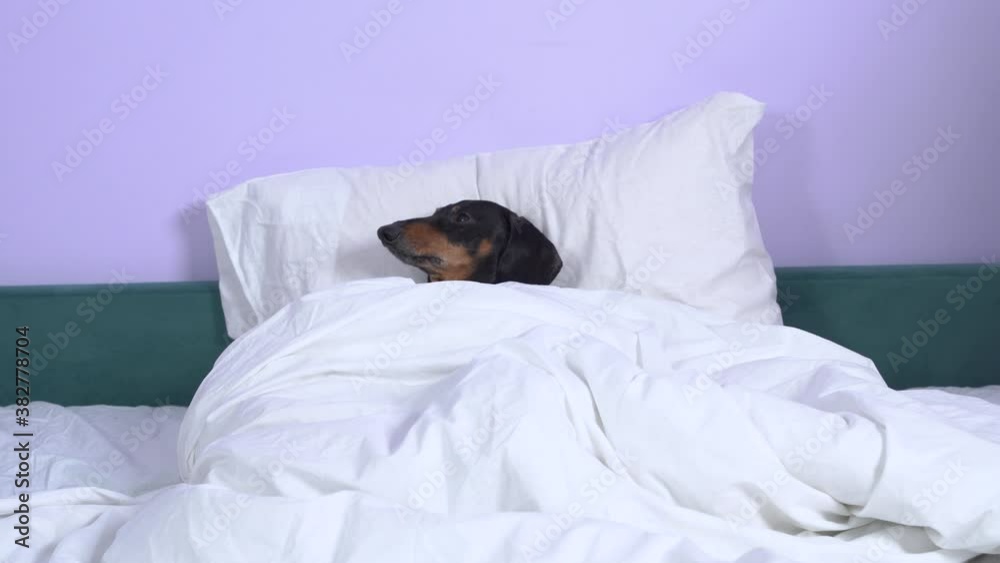 Young married couple put cute dachshund dog to sleep under blanket with