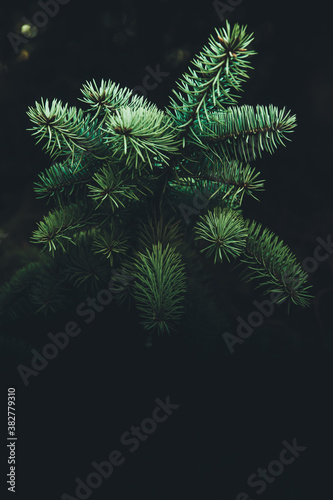 Background with green abstract leaves texture. Flat lay. Nature concept. Green coniferous texture. Spruce needles, beautiful forest spruce, coniferous tree