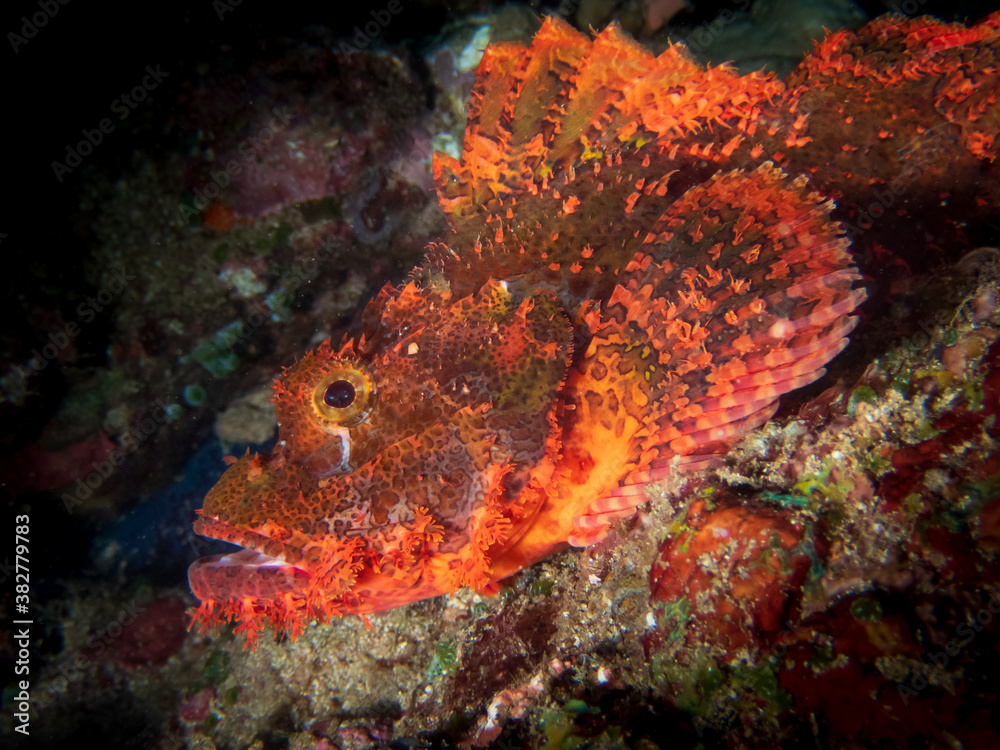 Bearded scorpionfish (Scorpaenopsis barbata) near Anilao, Batangas, Philippines. Underwater photography and marine life/ Bearded scorpionfish (Scorpaenopsis barbata) near Anilao, Batangas, Philippines. Underwater photography and marine life/