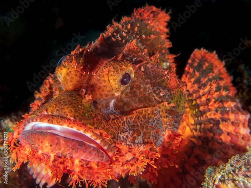 Close up of a bearded scorpionfish (Scorpaenopsis barbata) near Anilao, Batangas, Philippines.  Underwater photography and marine life/ photo
