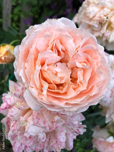 pink roses in garden