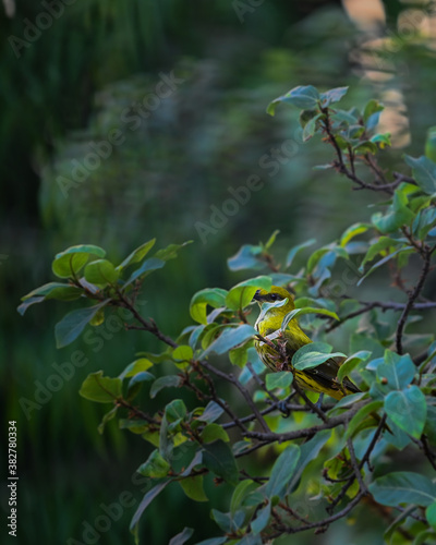 Indian Golden Oriole playing hide and seek