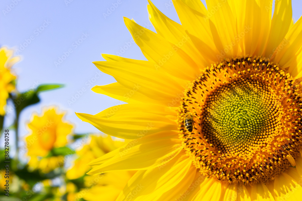 Naklejka premium Sunflower natural background. Sunflower blossoms. Close-up of flowers in summer.
