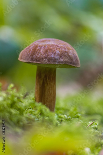 The Polish mushroom in various classification systems belongs to the genera Boletus or Xerocomus close-up.
