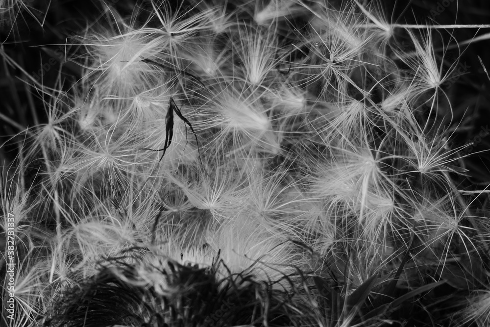 Naklejka premium cardi