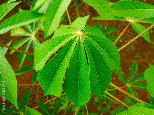 cassava leaf photo