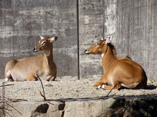 The nilgai or blue bull (Boselaphus tragocamelus), Die Nilgauantilope oder Nilgaiantilope, Nilgau oder Nilgai - The Zoo Zürich (Zuerich or Zurich), Switzerland / Schweiz photo