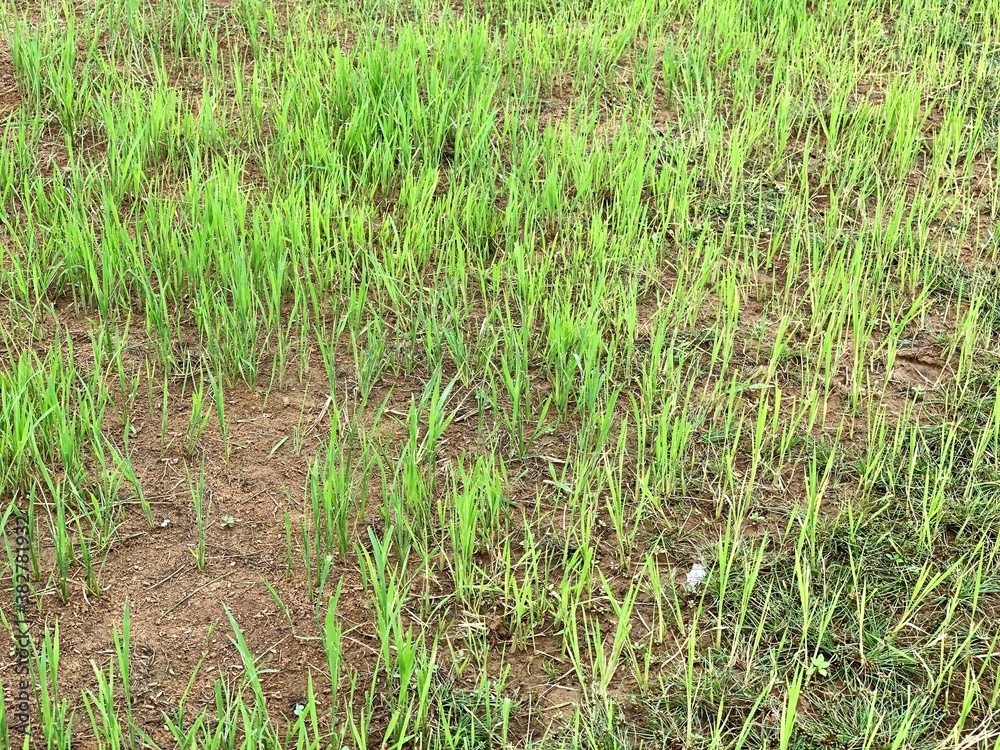Green grass grown in the agricultural fields Green grass grown in the agricultural fields