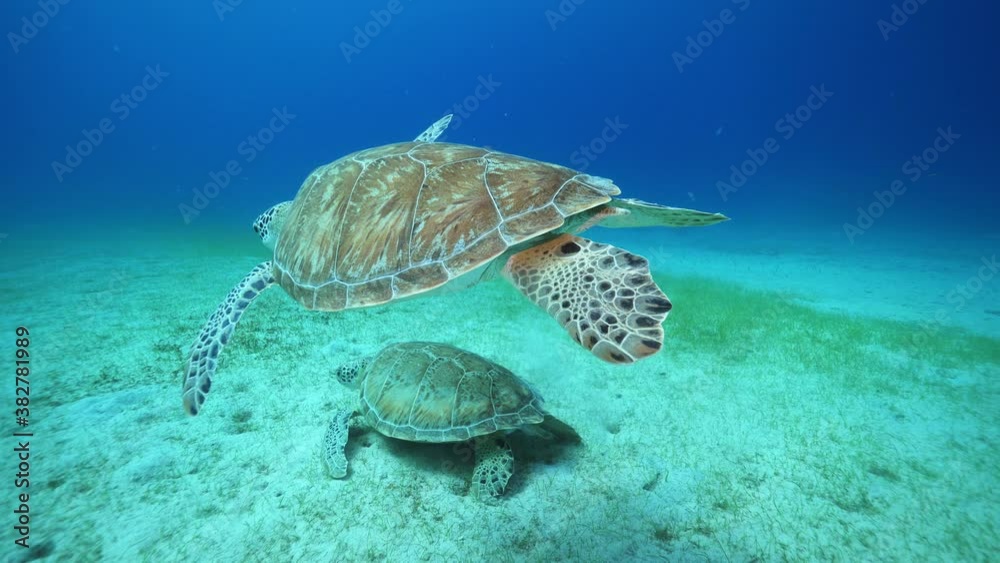 Underwater, pov, two sea turtles on the ocean floor, Virgin Islands, USA Underwater, pov, two sea turtles on the ocean floor, Virgin Islands, USA
