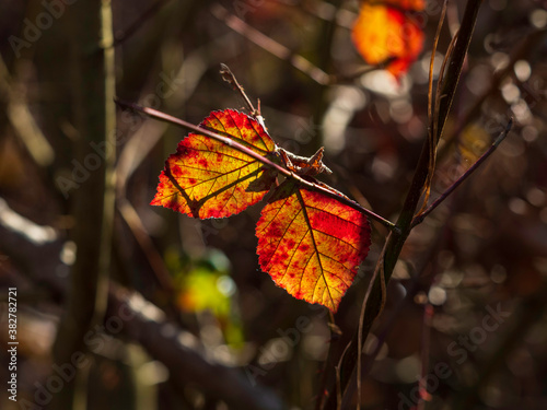 colorful leaves isolated. The color of winter