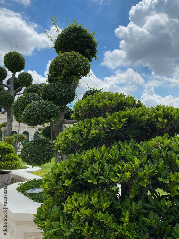 Obraz premium garden topiary in Bangkok park
