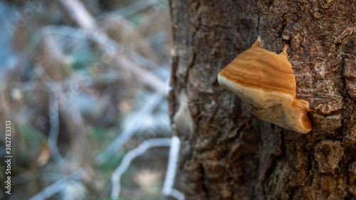 Mushroom on a tree by river bank