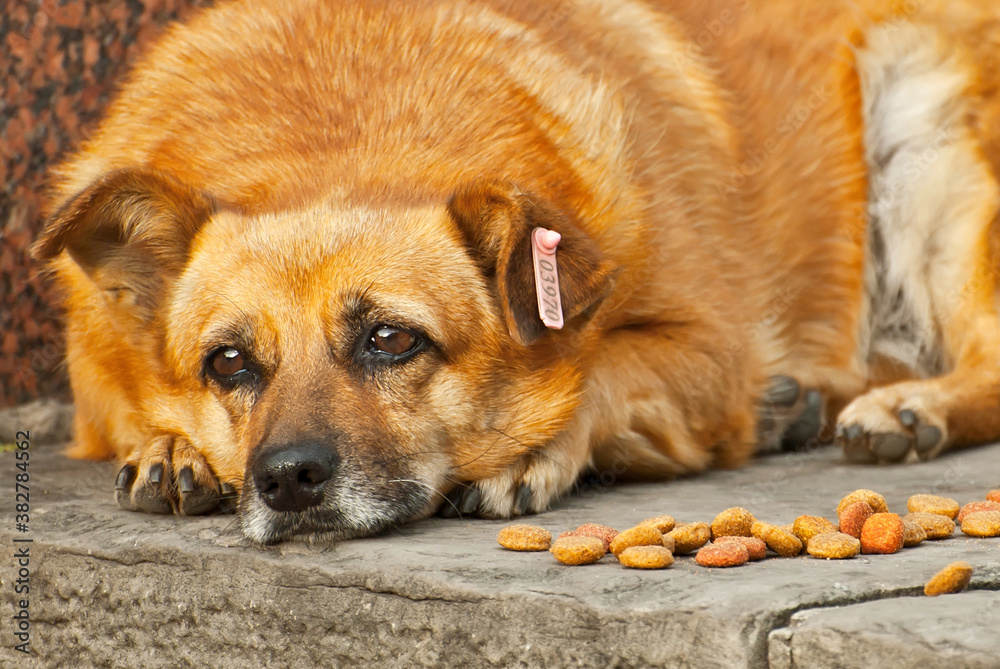 Red dog on the street. Portrait of a predatory stray dog close up.