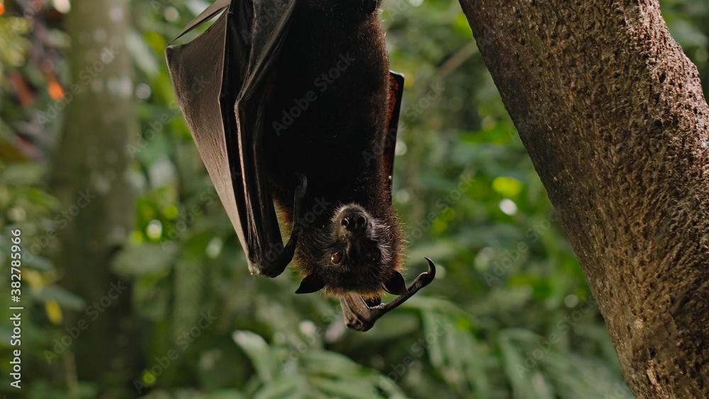 Fototapeta premium A black flying fox hangs upside down holding on to a tree in its usual habitat