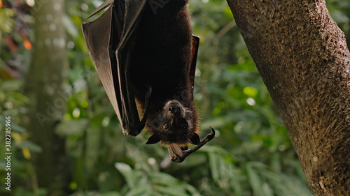 A black flying fox hangs upside down holding on to a tree in its usual habitat