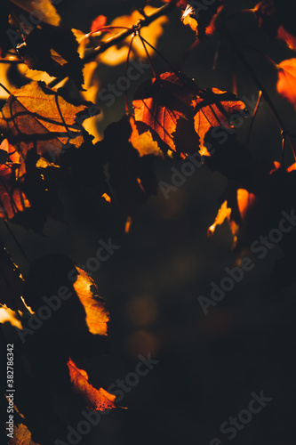 Beautiful autumn landscape with colorful leaves on trees. Natural autumn background. Red,orange and yellow leaves in the Park. Red and orange birch leaves in the rays of the autumn sunset.