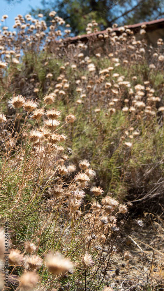 Closeup of dry flowers and grass Closeup of dry flowers and grass