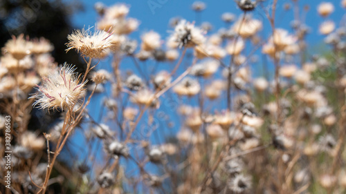 Closeup of dry flowers and grass