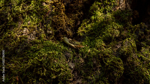 Moss on a tree under canopy