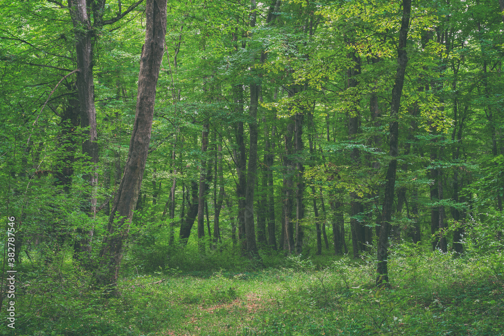 Fototapeta premium Sun beams through thick trees branches in dense green forest