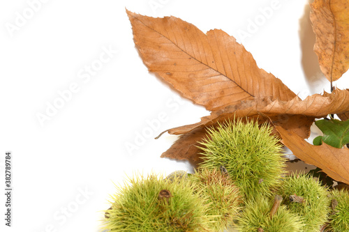 dry leaves of chestnut tree with curls isolated on white.