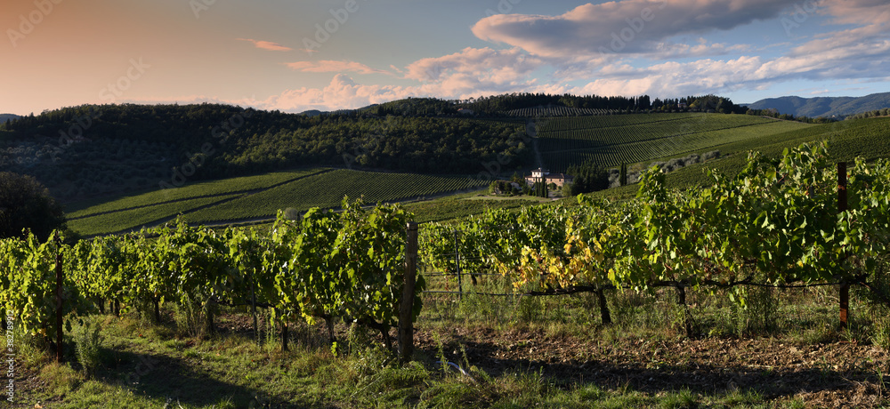 Beautiful Vineyards at sunset in Tuscan countryside near Florence with farmhouse on background. Autumn season, Italy.