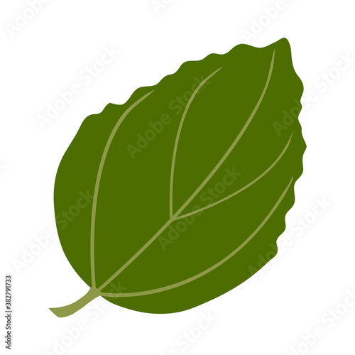 Summer green leaf. Isolated on white background. Vector illustration.