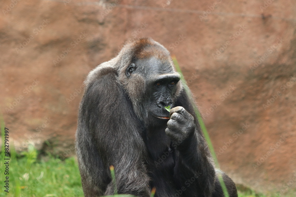 Monkey eating in zoo in prag in czech in spring on holiday.