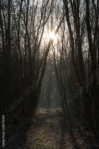 last sun beams on mystery forest path © Andreas