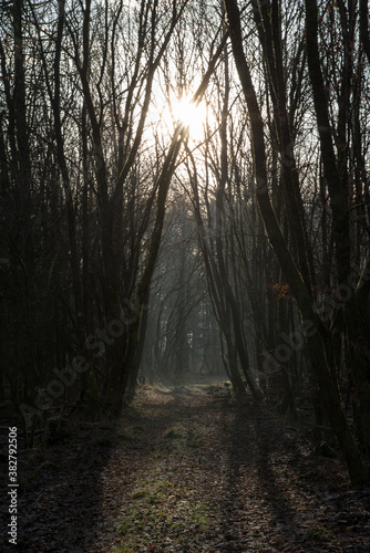 Fototapeta Naklejka Na Ścianę i Meble -  last sun beams on mystery forest path
