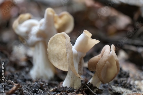Amazing mushroom Helvella crispa, also known as the white saddle, elfin saddle or common helvel. Often described as an edible mushroom.
