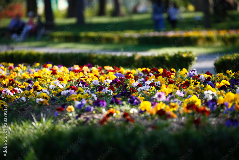 Beautiful park flowers in vivid colors