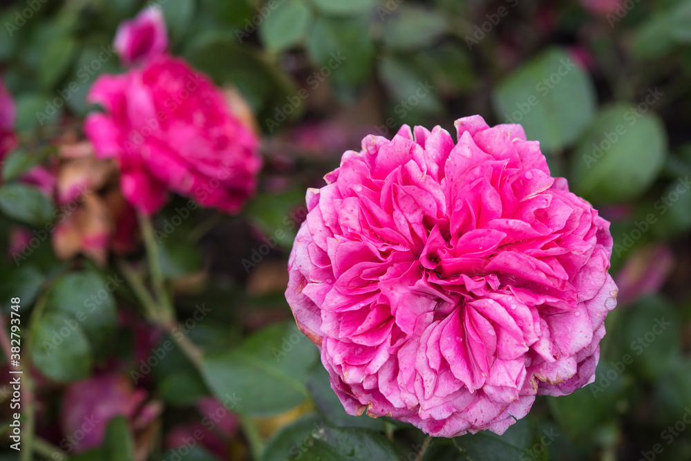 Fototapeta premium roses after a rain in autumn