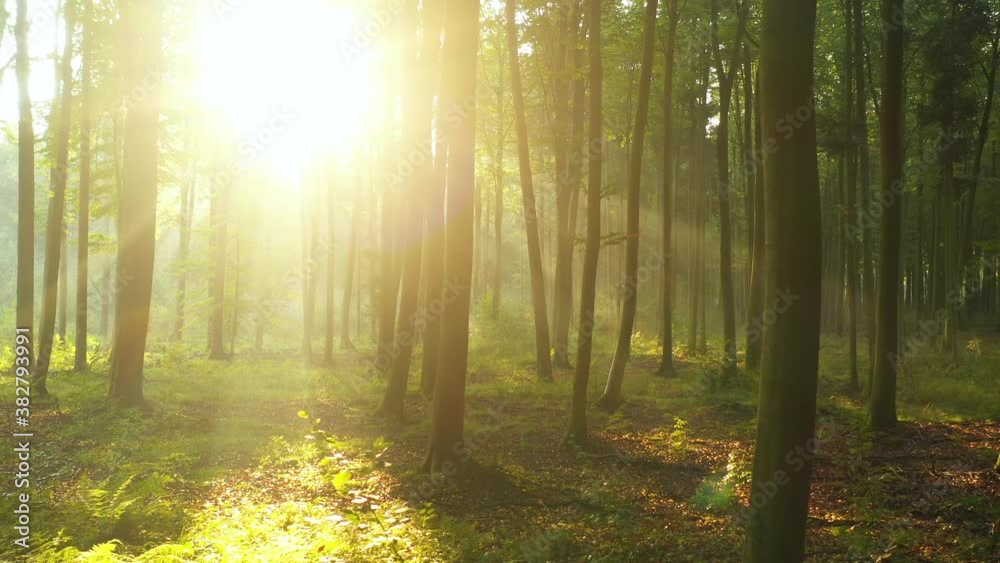 Beautiful sunny morning in the forest Beautiful sunny morning in the forest