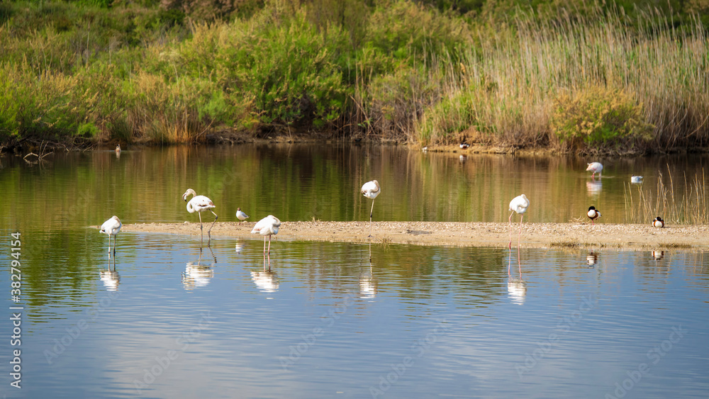 Grupo de flamencos reflejandose en las aguas del Parque Natural de la Albufera de Valencia Grupo de flamencos reflejandose en las aguas del Parque Natural de la Albufera de Valencia