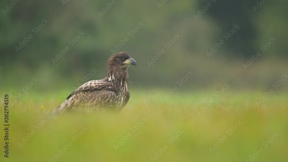 White tailed eagle ( Haliaeetus albicilla ) White tailed eagle ( Haliaeetus albicilla )