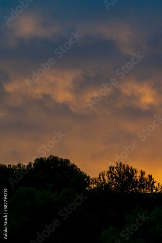 a tree top silhouette in the early hours of the morning during sunset