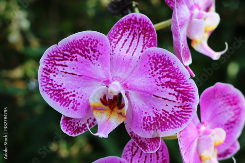 Pink Moth Orchid 2