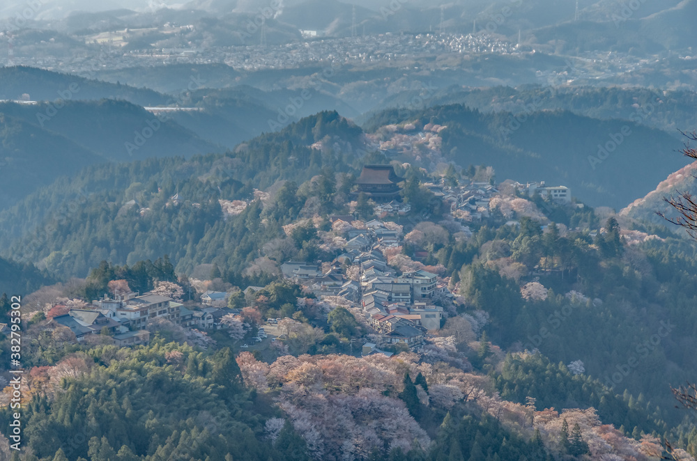 Fototapeta premium 上千本から見る吉野山の桜